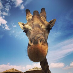giraffe in zoo,  close image or portrait of giraffe  © Anastasiya