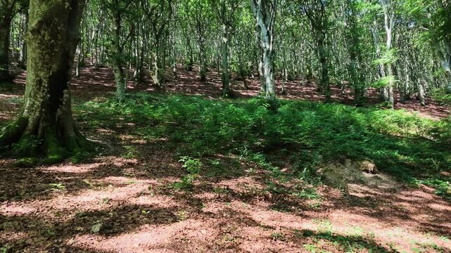 Walking in the beech forest of Val di Ranco - Umbria - Italy
