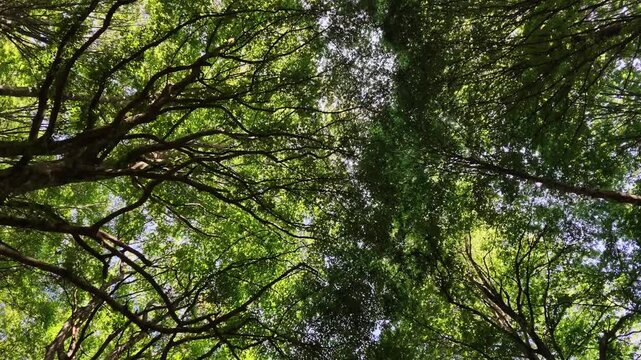 Walking in the beech forest of Val di Ranco - Umbria - Italy