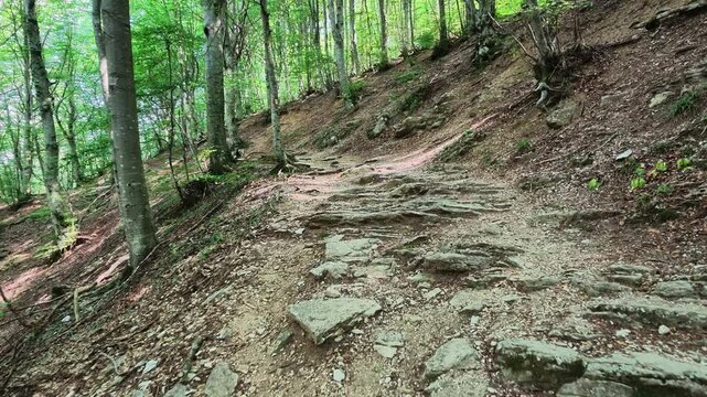 Walking in the beech forest of Val di Ranco - Umbria - Italy