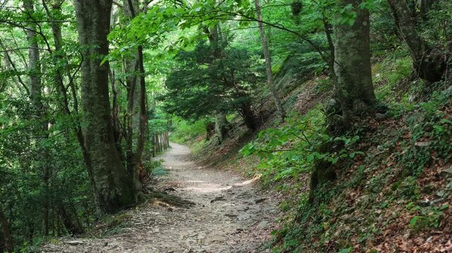 Walking in the beech forest of Val di Ranco - Umbria - Italy