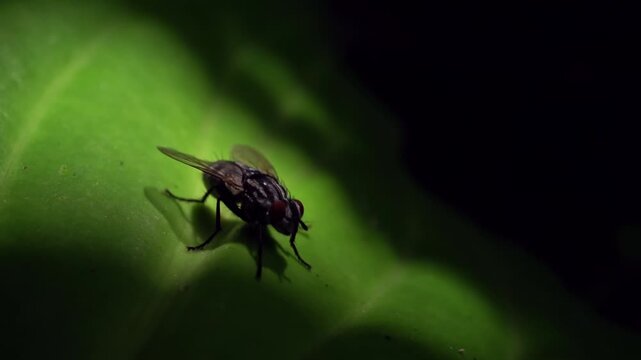 A fly is crawling on a beautiful green hosta leaf.