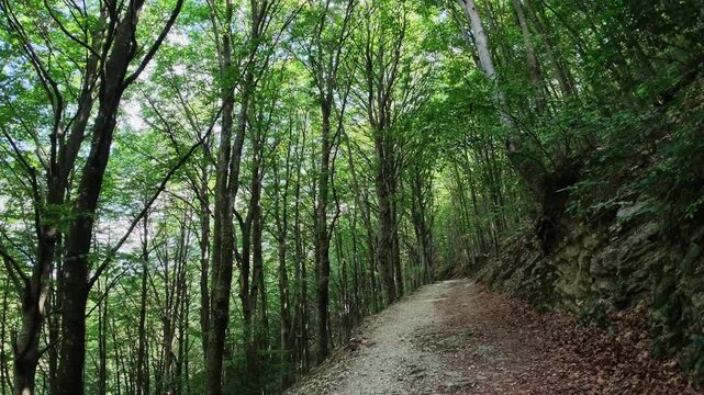 Walking in the beech forest of Val di Ranco - Umbria - Italy