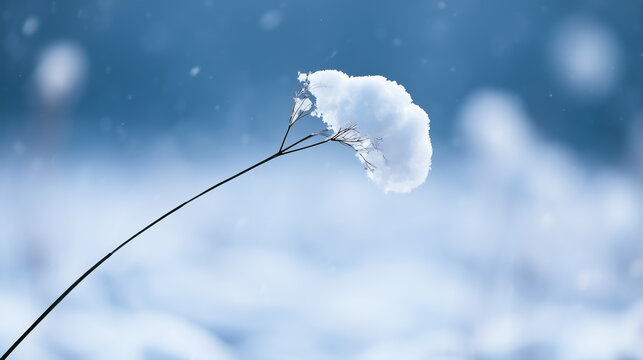 A thin dry plant stem topped with a clump of white snow against a blurred blue winter background.