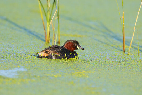 Little Grebe (Tachybaptus ruficollis) Little Grebe in breeding plumage swimming in duckweed-covered water.