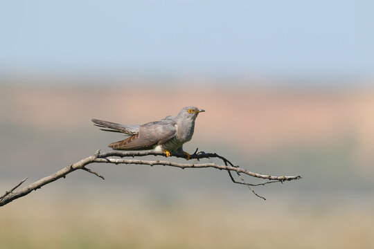 Common Cuckoo perched on a bare horizontal branch.