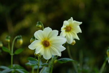 Obraz premium Close up of blooming pale yellow dahlia flowers with soft green blurry background in autumn garden