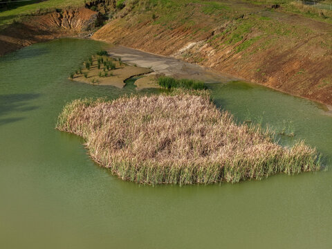 Aerial view of a pond featuring a large patch of reeds in the center, surrounded by earthy banks and vegetation in Lysterfield, Victoria, Australia.