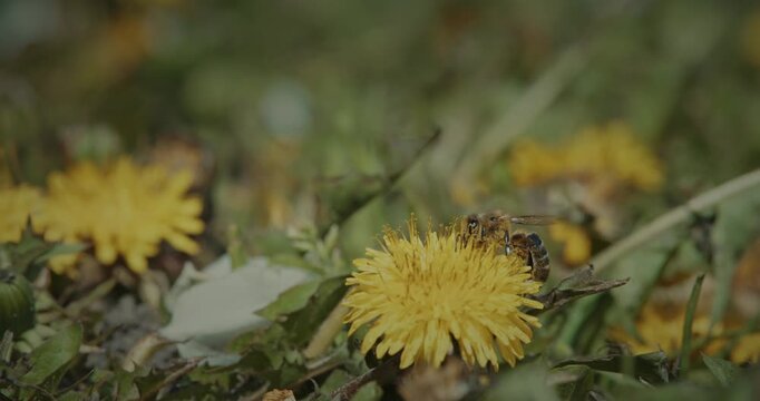 Western Honey Bee Apis mellifera pollinating yellow Dandelion Taraxacum