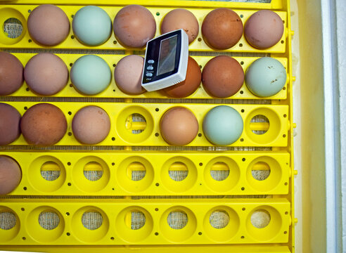 Chicken egg incubation beginning