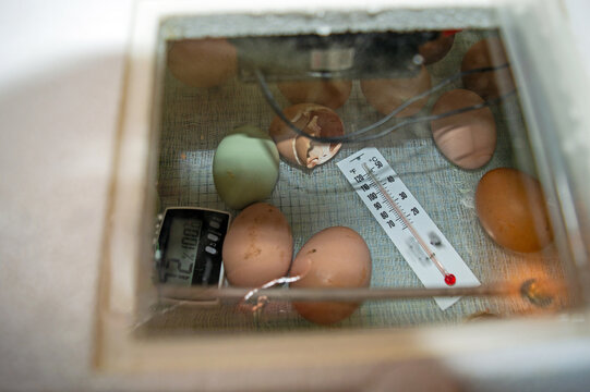 View inside the incubator