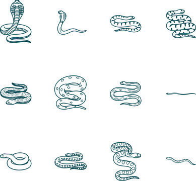 Snake Species Collection Hand Drawn Vector Line Art Illustration