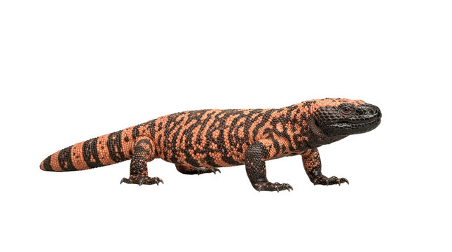 Gila monster with distinctive black and orange beaded scales stands in profile against a neutral grey studio background.