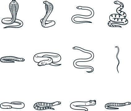 Snake Species Collection Hand Drawn Vector Line Art Illustration