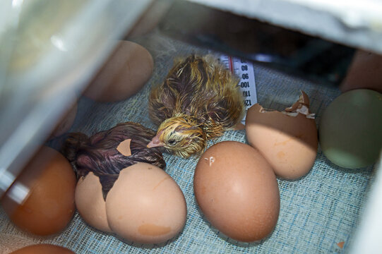 Just hatched and drying in incubator