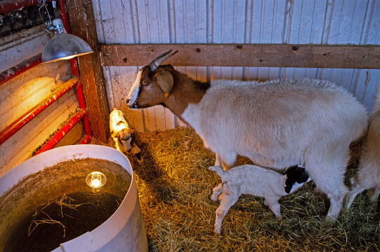Kidding season on the farm