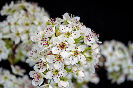 Pretty white blooms on black background