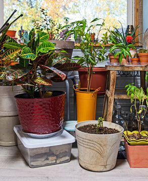 Indoor plant grouping closeup