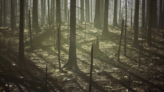 Charred stumps and ashcovered floor at sunrise, thin new saplings emerging among skeletal trunks image conveys resilience, restoration and climate recovery