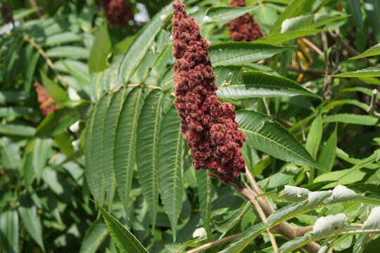Sumac Flowers Close-Up