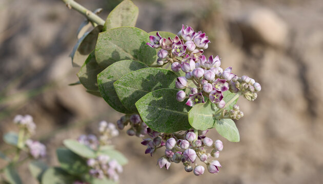Calotropis procera flowers blooming on a leafy branch in an arid desert landscape with soft natural lighting