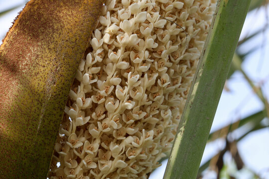 Palm tree flowers emerging from a textured brown spathe in a tropical garden under soft natural daylight