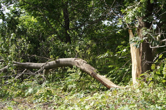 Broken Tree in Forest