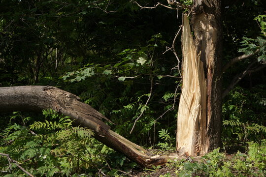 Broken Tree Trunk in Forest