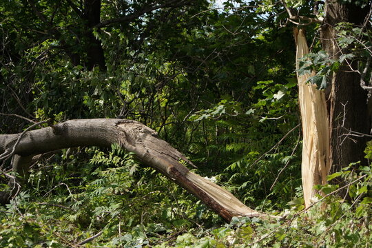 Broken Tree Trunk in Forest