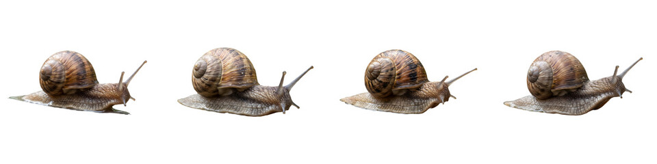 Four garden snails with spiral shells and textured slime trails crawling in a row against a clean white background for wildlife and nature concepts. © Khanji