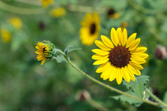 Close up of blooming vibrant yellow sunflower with flower bud on soft green bokeh background in summer