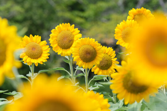 Bright blooming yellow sunflower field with soft foreground bokeh and greenery background in summer