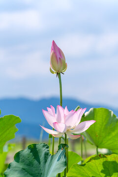 Beautiful pink lotus flower and bud rising against blue sky and mountain in summer Japan landscape