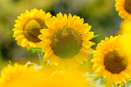 Close up of vibrant yellow sunflower blooming brightly with soft foreground bokeh in summer garden