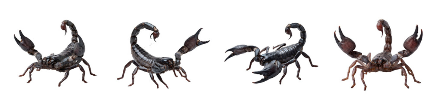 Four menacing black scorpions with raised stingers and large pincers in various defensive poses arranged in a row against a clean white background.
