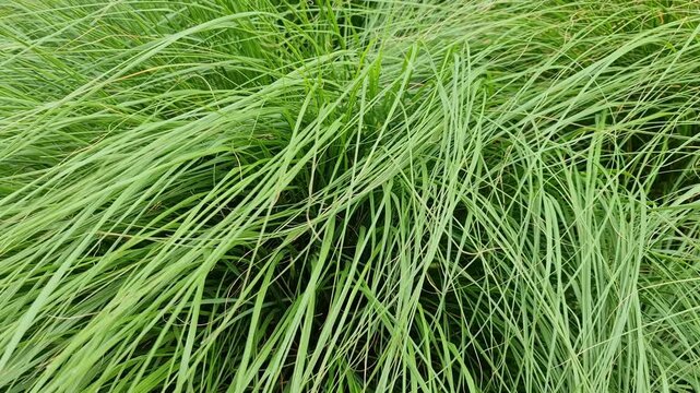 Long green grass blades swaying in the wind