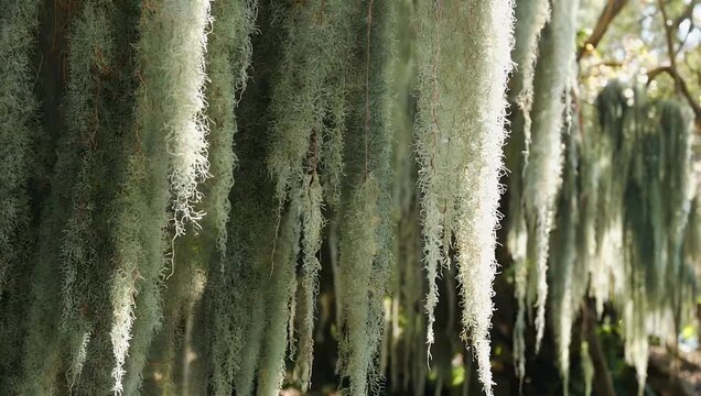 Long tendrils of Spanish moss hanging gracefully from ancient oak branches creating a delicate green curtain characteristic of damp Southern woodland landscapes
