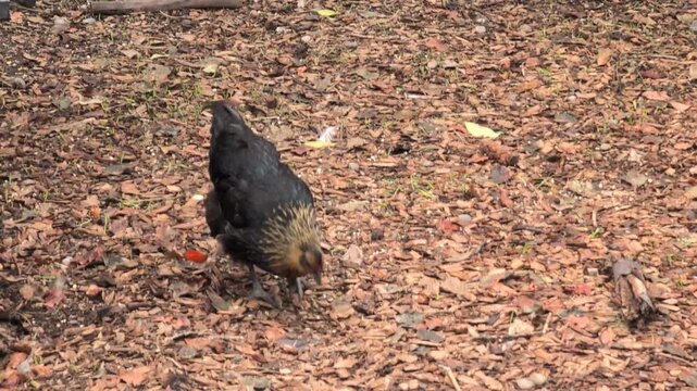 The black chicken roams freely in the yard
