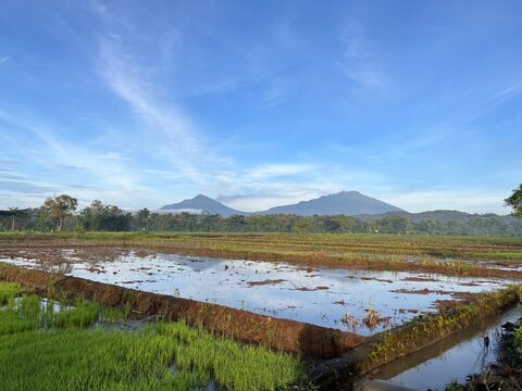 Rice fields and the mountains