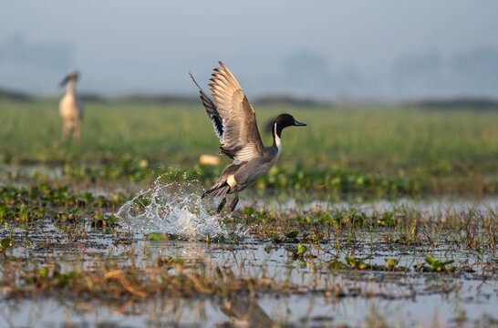 Northern pintail bird flying with use of selective focus 