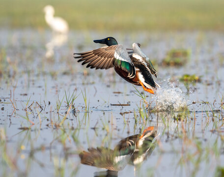 Northern shoveler taking off from water in the swamps. Selective focus