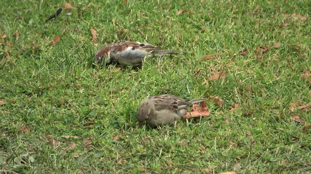 Pair of sparrows foraging for food in green grass