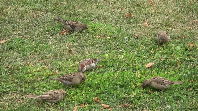 Flock of house sparrows eating seeds on green grass lawn