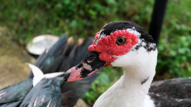 close-up portrait of a Muscovy duck's face, showing its distinctive red caruncled skin around the eyes and beak, with black and white feathers and greenery blurred behind it