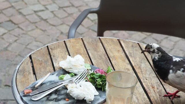 Urban pigeon eating leftover food on a restaurant table