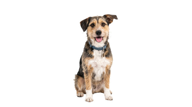 Mixed-breed dog sitting, isolated on a transparent PNG background