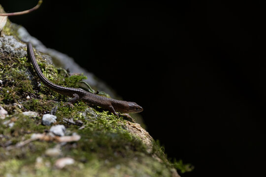 Japanese grass lizard resting on mossy rock in sunlight with dark background in nature