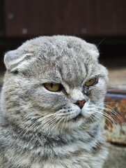 Grey Scottish Fold cat close up portrait vertical © All