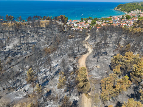 Siviri, Greece - 18 August 2026: Aerial view of the aftermath of a forest fire with charred trees and a dirt path leading towards the coastal town of Siviri and the blue sea.