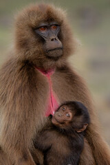 Obraz premium Portrait of a Gelada Baboon(Theropithecus gelada), sometimes called the bleeding-heart monkey or red heart baboon in the Simien Mountains National Park in Ethiopia
